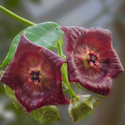 Hoya gigas H345