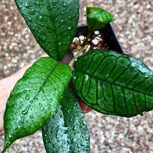 Hoya sp. Gunung Gading H348
