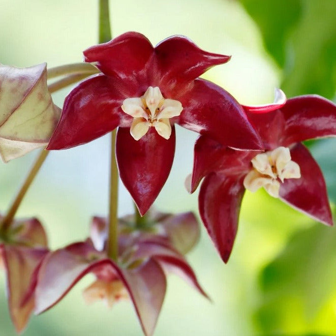 Hoya imperialis H353