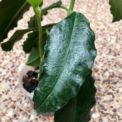 Hoya imperialis H353