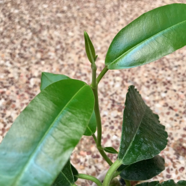 Hoya imperialis H353