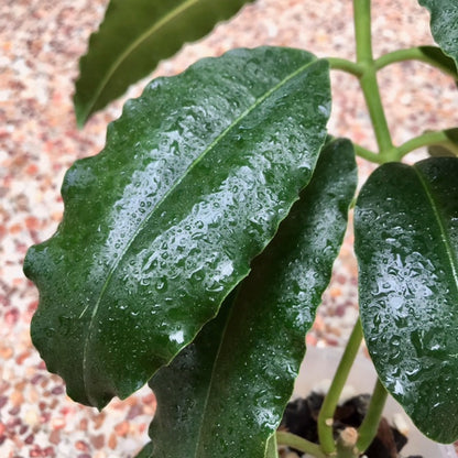 Hoya imperialis H353