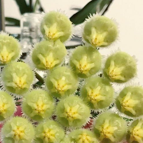 Hoya mirabilis H360