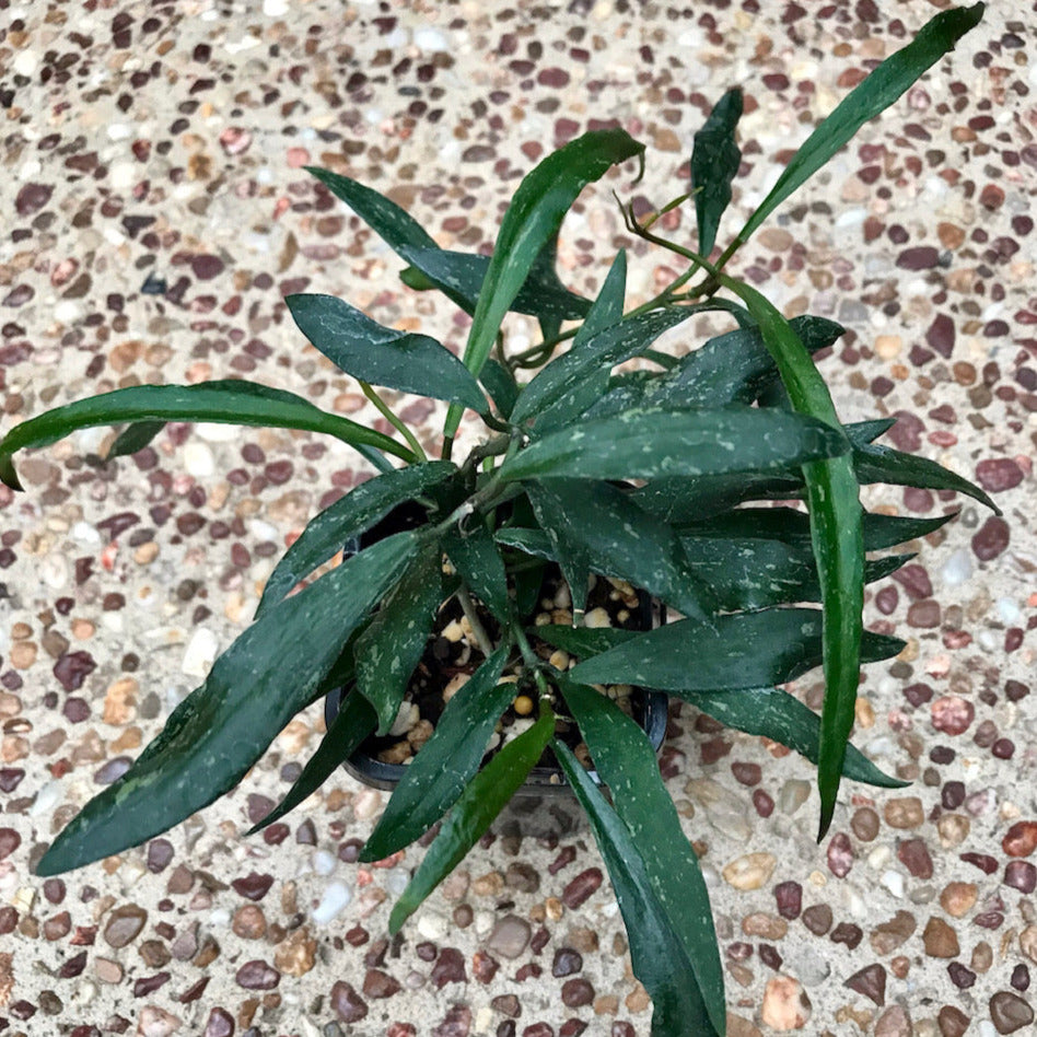 Hoya mirabilis H360