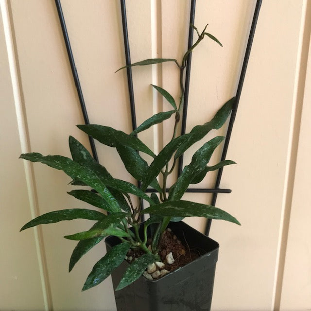 Hoya mirabilis H360