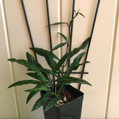 Hoya mirabilis H360