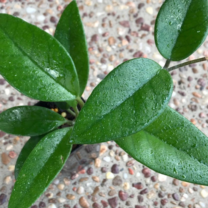 Hoya pubicalyx X fungii H363