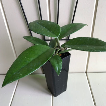 Hoya pubicalyx X fungii H363