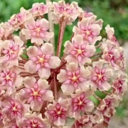 Hoya glabra Sumatra IML 1335 H364