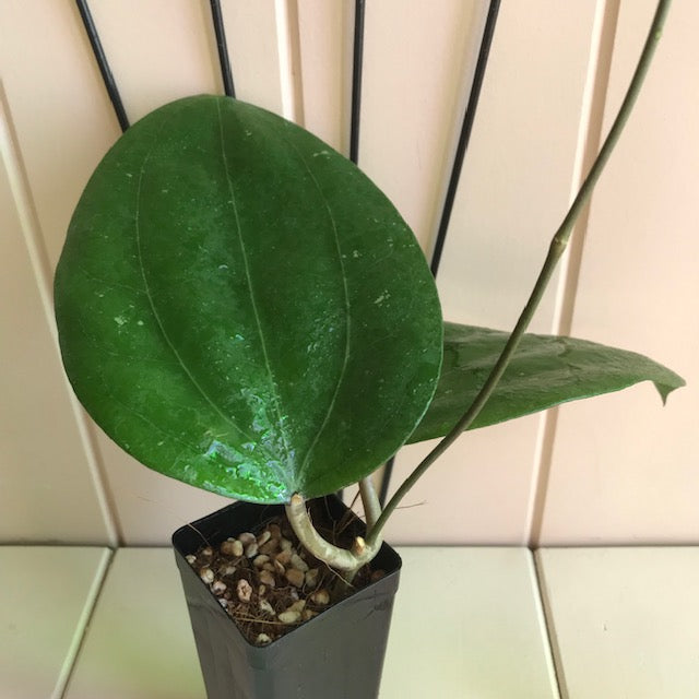 Hoya glabra Sumatra IML 1335 H364