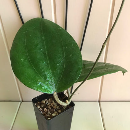 Hoya glabra Sumatra IML 1335 H364