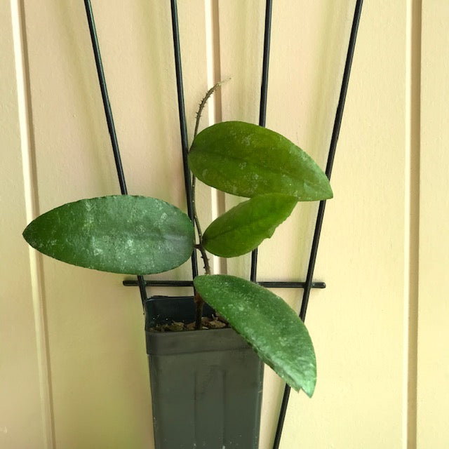 Hoya caudata Sumatra IML 0965 H36