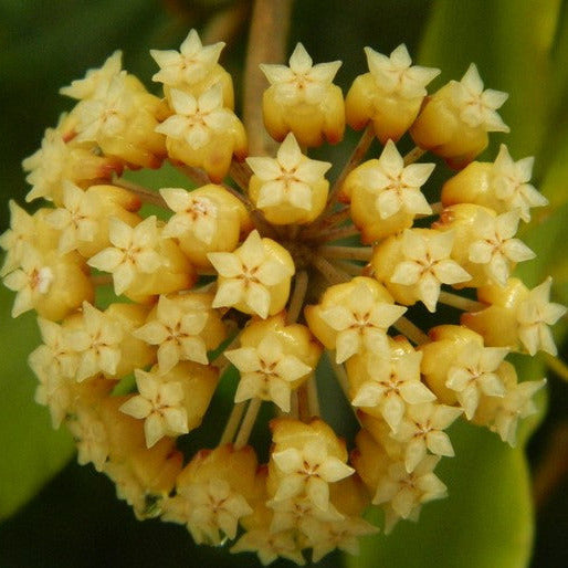 Hoya incrassata 'Moonshadow' H371