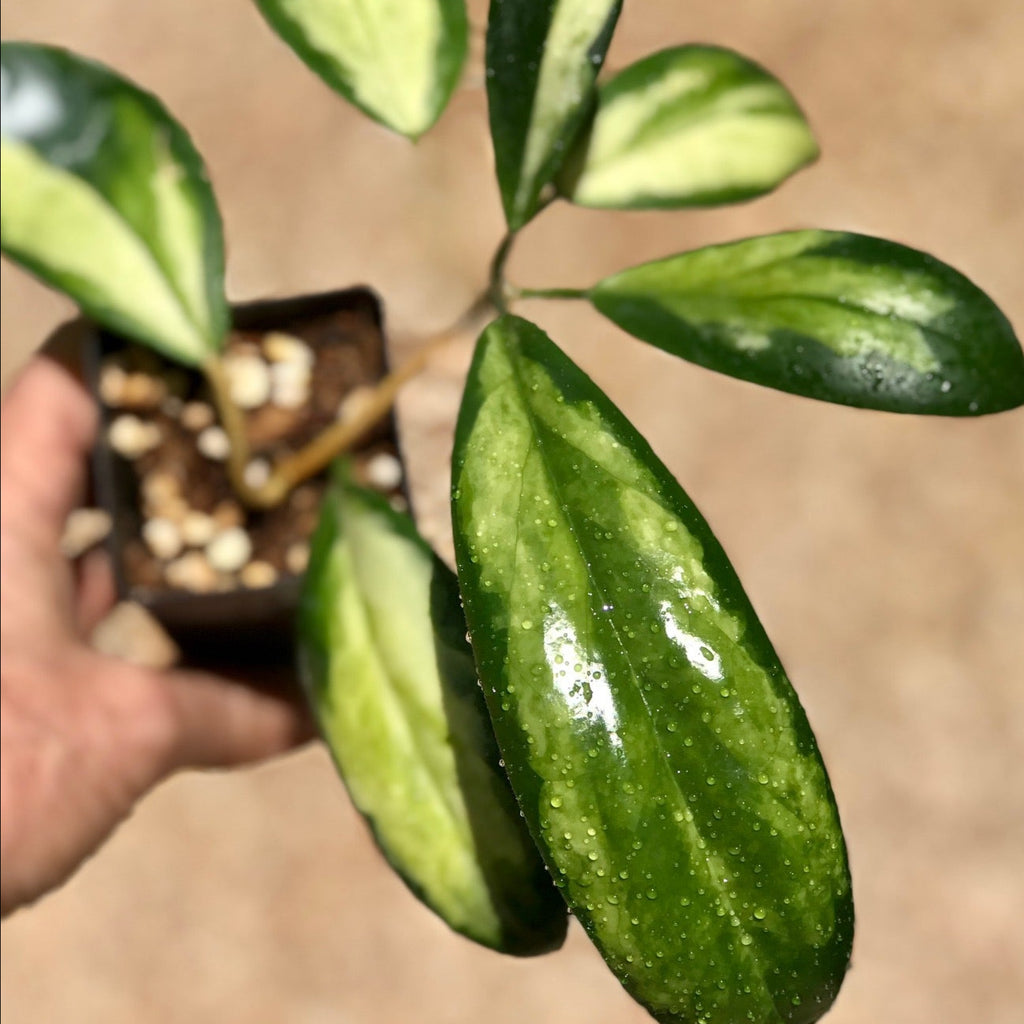 Hoya incrassata 'Moonshadow' H371