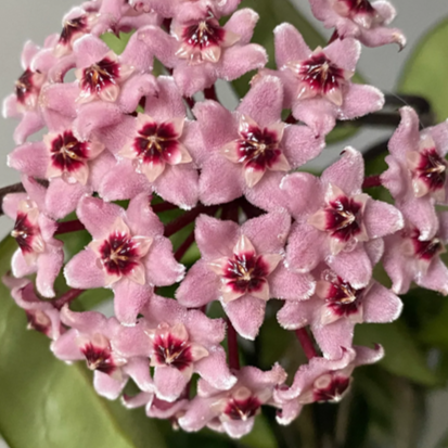 Hoya carnosa 'Krinkle Rubra' H374