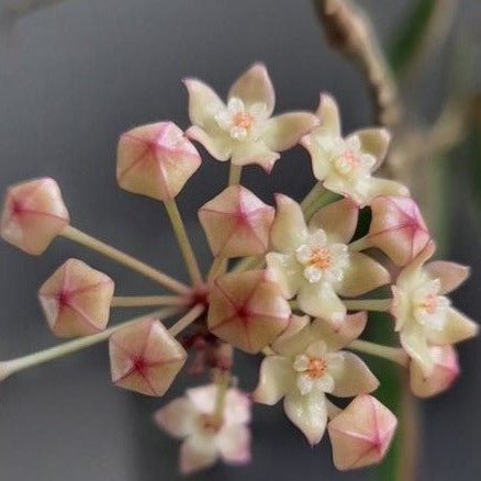 Hoya latifolia 'Pot of Gold' H384
