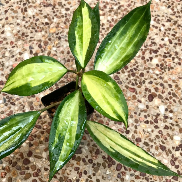 Hoya latifolia 'Pot of Gold' H384