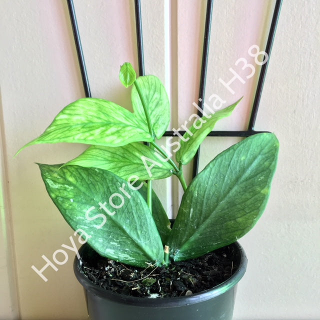 Hoya polyneura H38
