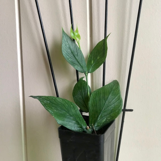 Hoya polyneura H38