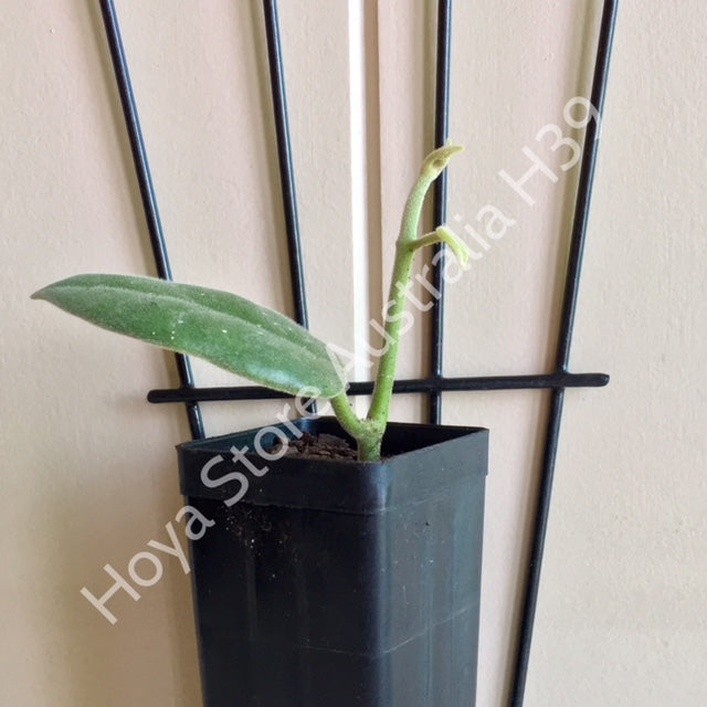 Hoya ciliata H39