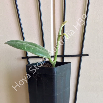 Hoya ciliata H39