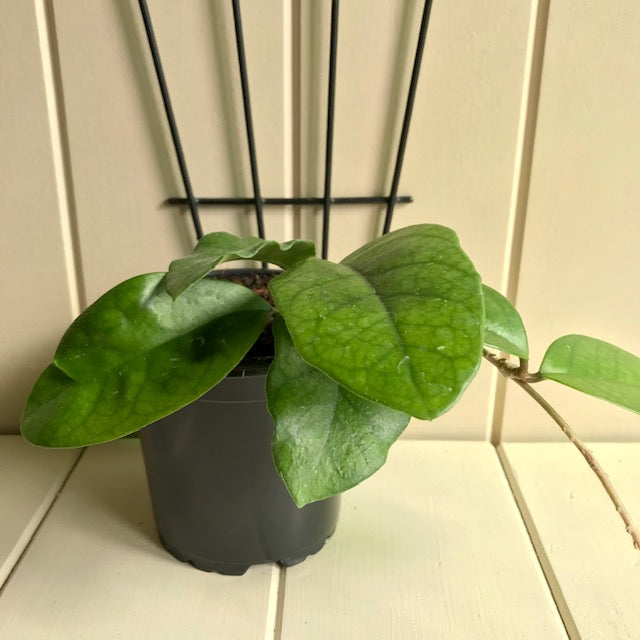 Hoya fungii H3