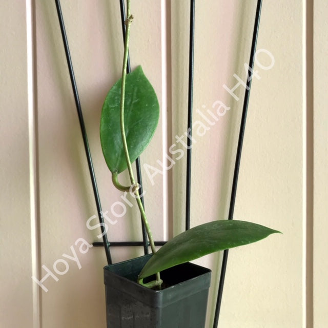 Hoya mindorensis H40