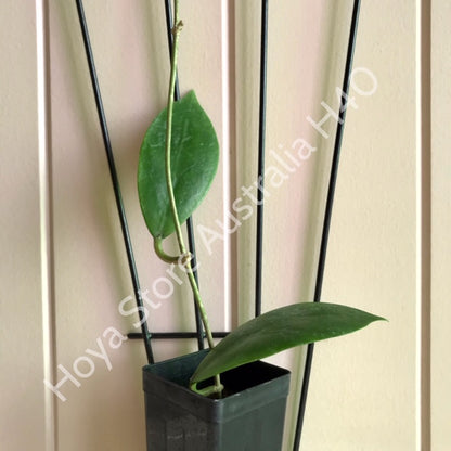 Hoya mindorensis H40