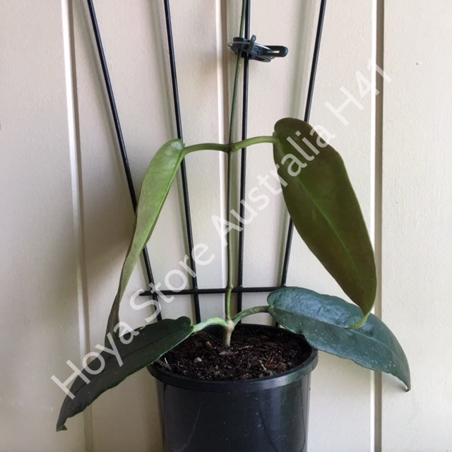 Hoya archboldiana H41
