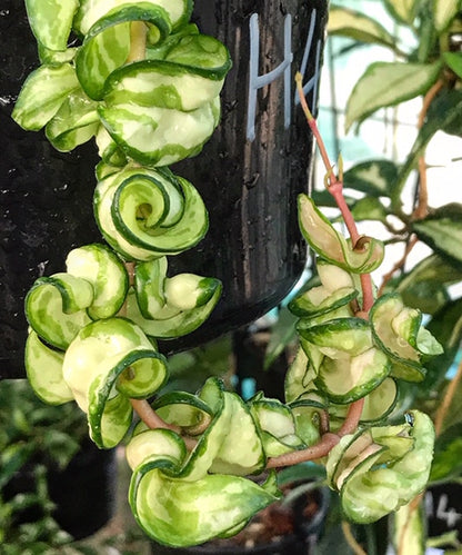 Hoya compacta Indian Rope - inside variegate H42