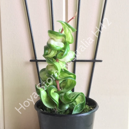 Hoya compacta Indian Rope - inside variegate H42