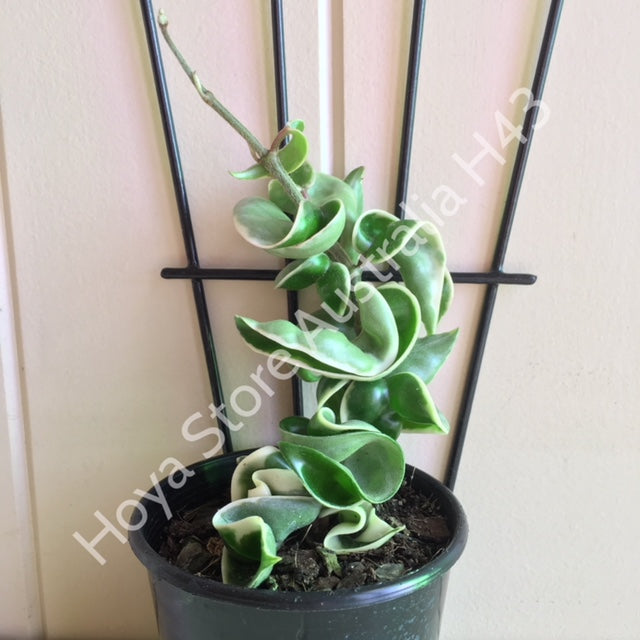 Hoya compacta Indian Rope - outside variegate H43