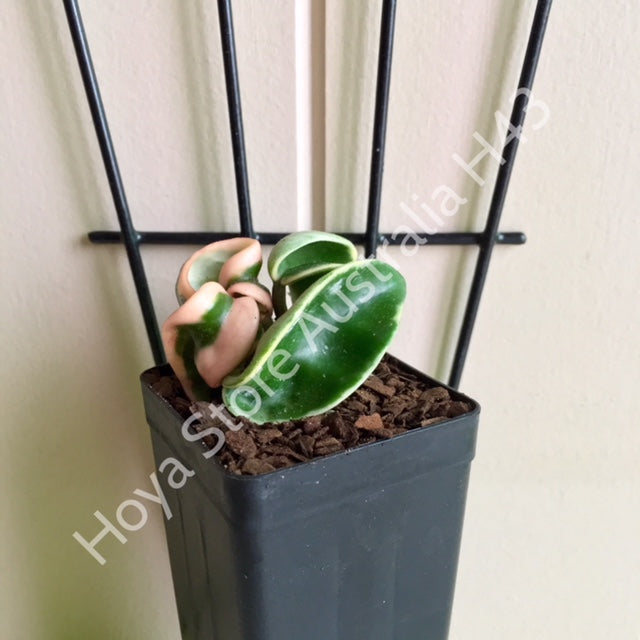 Hoya compacta Indian Rope - outside variegate H43