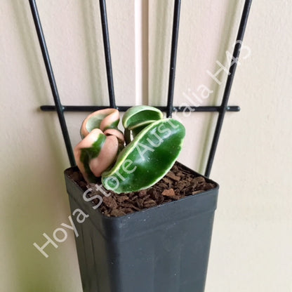 Hoya compacta Indian Rope - outside variegate H43