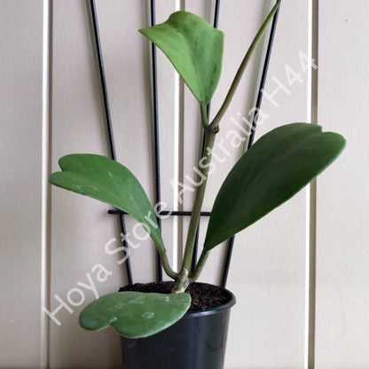 Hoya kerrii H44