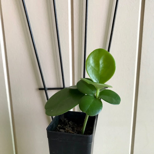 Hoya australis ssp. australis - round leaf H45