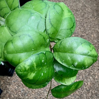 Hoya callistophylla Borneo IML 1174 H46