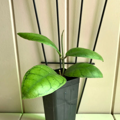 Hoya callistophylla Borneo IML 1174 H46