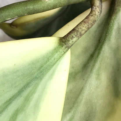 Hoya kerrii (albomarginata) H48