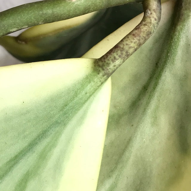 Hoya kerrii (albomarginata) H48