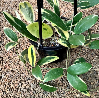 Hoya verticillata albomarginata IML 1625 H49