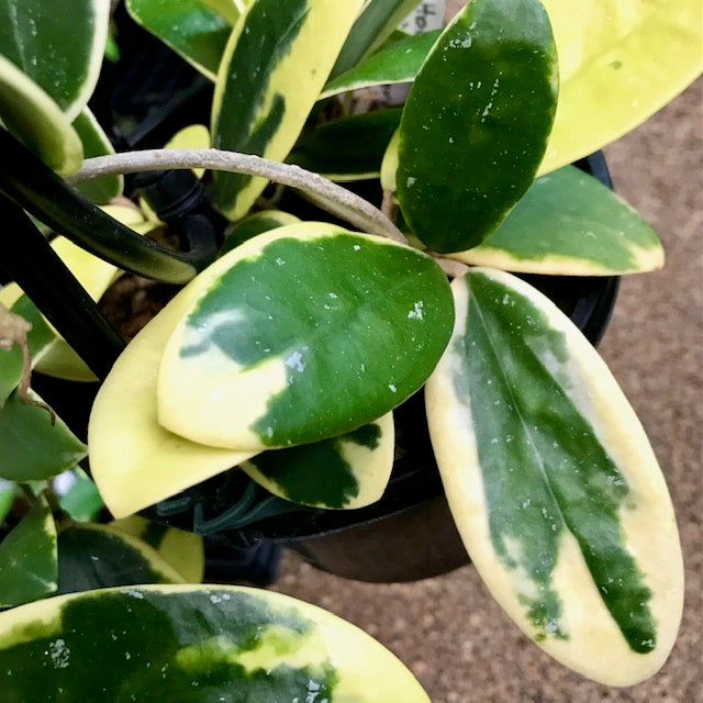 Hoya verticillata albomarginata IML 1625 H49
