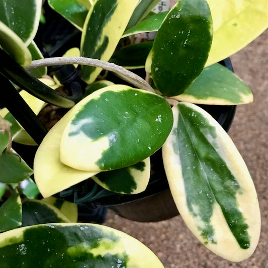 Hoya verticillata albomarginata IML 1625 H49