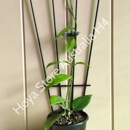 Hoya nicholsoniae H4