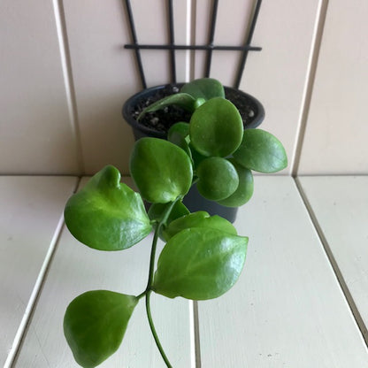Hoya anulata Iron Range Qld. IML 0024 H50