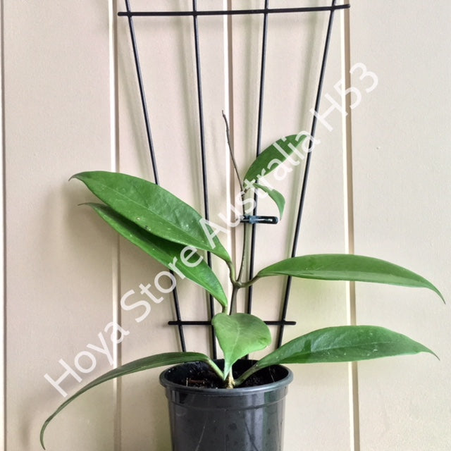 Hoya arnottiana H53