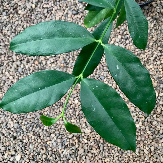 Hoya campanulata IML 1638 H54
