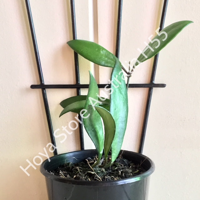 Hoya davidcummingii IML 0892 H55