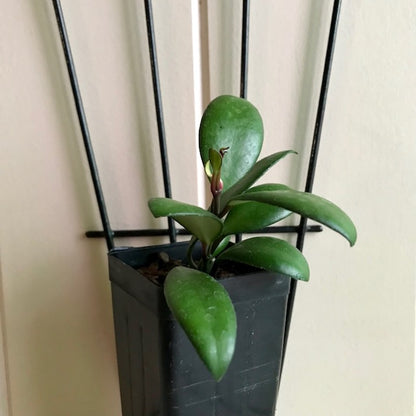 Hoya davidcummingii IML 0892 H55