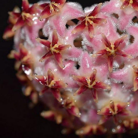 Hoya erythrostemma (pink) IML 1504 H231